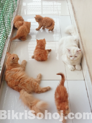 Persian Cat